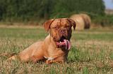 DOGUE DE BORDEAUX 412